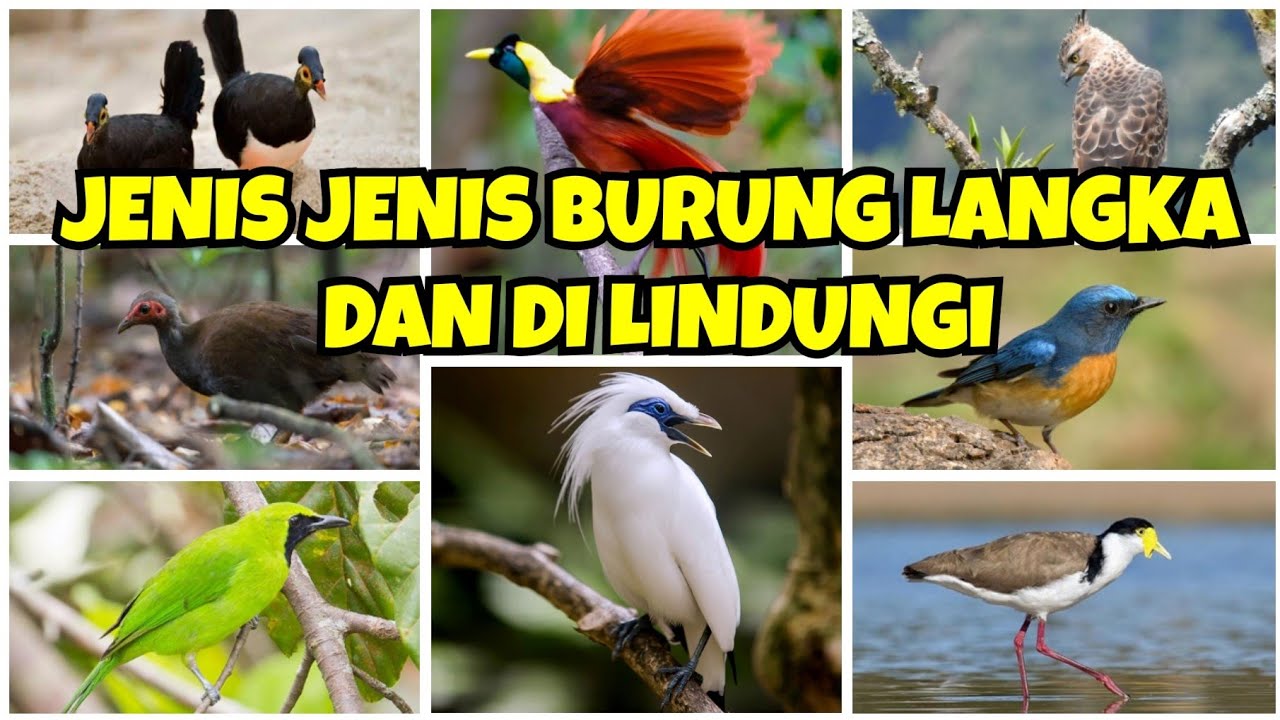 10 Burung Langka di Dunia yang Keindahannya Bikin Terpukau
